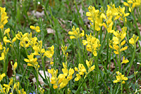 Genista sagittalis